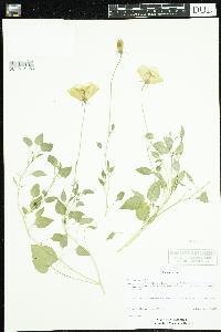 Media resource of Campanula carpatica
