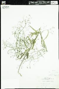 Media resource of Campanula divaricata