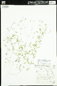 Media resource of Campanula floridana