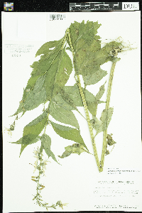 Media resource of Campanulastrum americanum