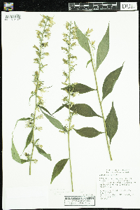 Campanulastrum americanum image