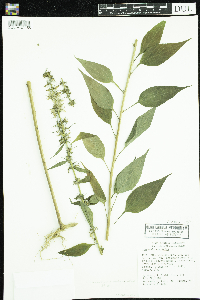 Campanulastrum americanum image