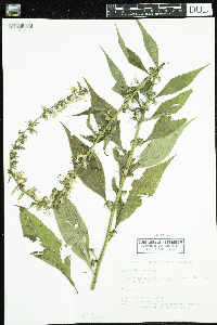 Campanulastrum americanum image
