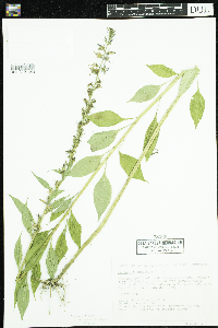 Campanulastrum americanum image