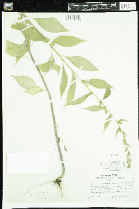 Campanulastrum americanum image