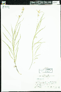 Campanula rotundifolia image