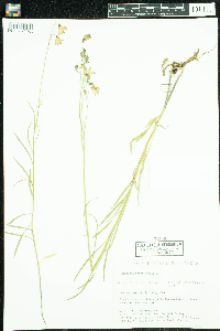 Campanula rotundifolia image