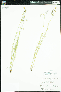 Campanula rotundifolia image