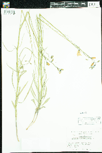 Campanula rotundifolia image