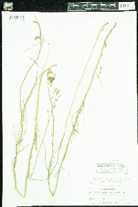 Campanula rotundifolia image