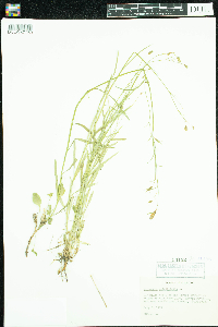 Campanula rotundifolia image