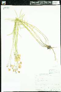 Campanula rotundifolia image