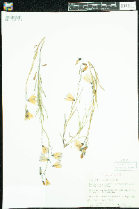 Campanula rotundifolia image