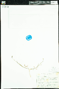 Campanula rotundifolia image