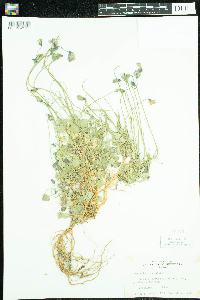 Campanula rotundifolia image