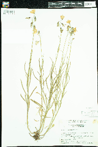 Campanula rotundifolia image