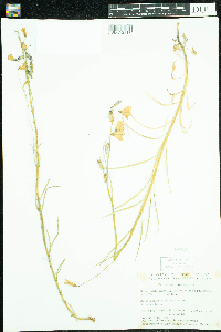 Campanula rotundifolia image