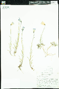 Campanula rotundifolia image