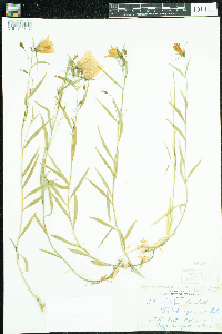 Campanula rotundifolia image