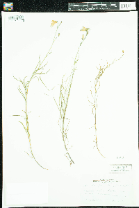 Campanula rotundifolia image