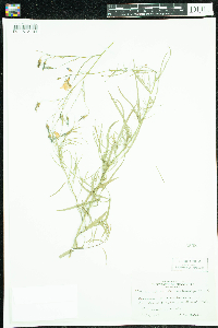 Campanula rotundifolia image