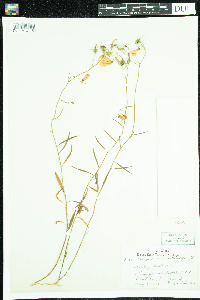Campanula rotundifolia image
