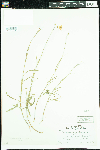 Campanula rotundifolia image