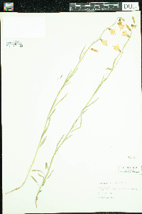 Campanula rotundifolia image