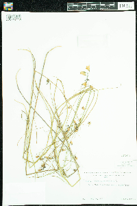Campanula rotundifolia image
