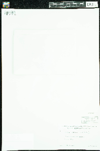 Campanula rotundifolia image