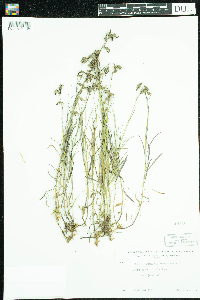 Campanula rotundifolia image