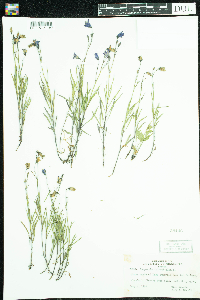 Campanula rotundifolia image