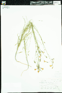 Campanula rotundifolia image