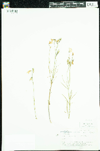 Campanula rotundifolia image