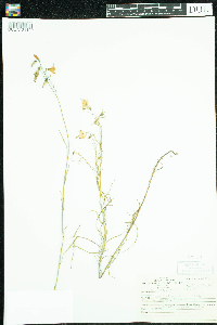 Campanula rotundifolia image