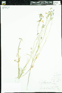 Campanula rotundifolia image