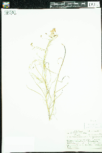 Campanula rotundifolia image