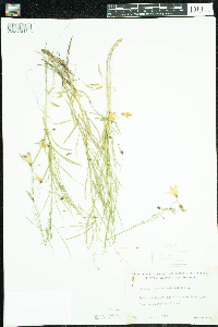 Campanula rotundifolia image