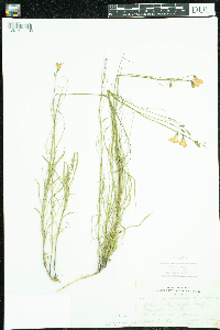 Campanula rotundifolia image