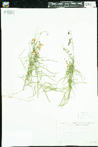 Campanula rotundifolia image