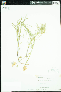 Campanula rotundifolia image