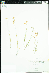 Campanula rotundifolia image