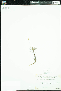 Campanula rotundifolia image