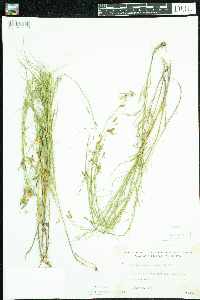 Campanula rotundifolia image