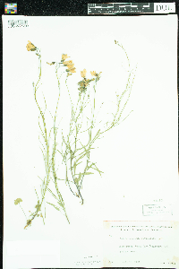 Campanula rotundifolia image