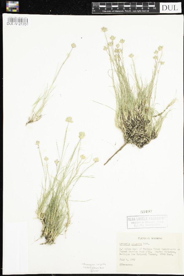 Eremogone image