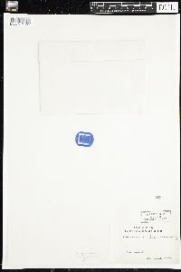 Image of Eremogone fendleri
