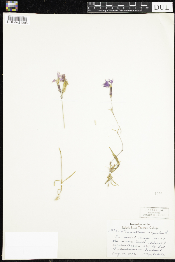 Dianthus superbus image