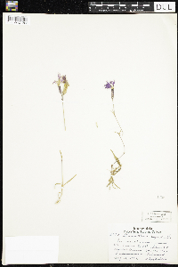 Media resource of Dianthus superbus