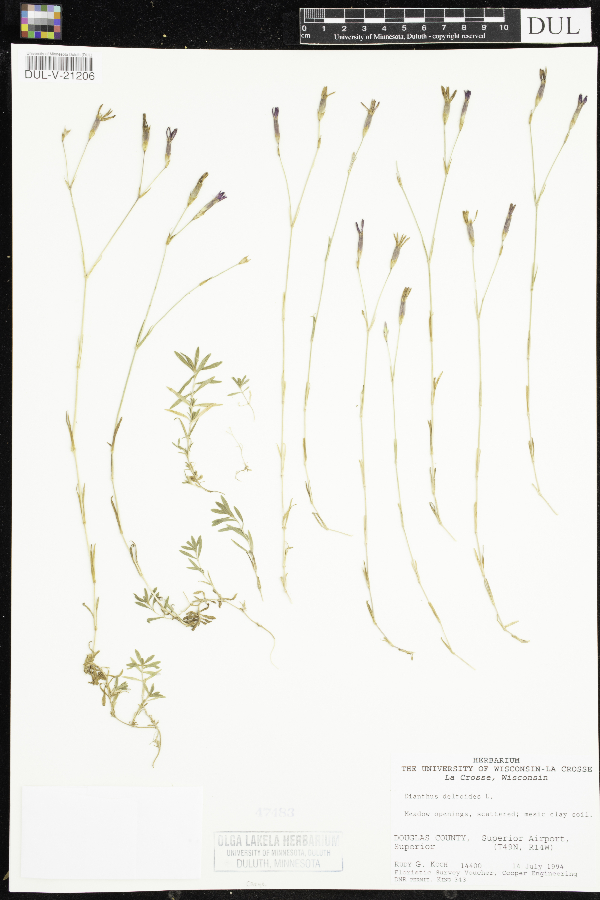Dianthus deltoides image